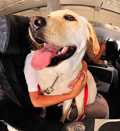 service animals on private flights